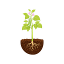 Bud
